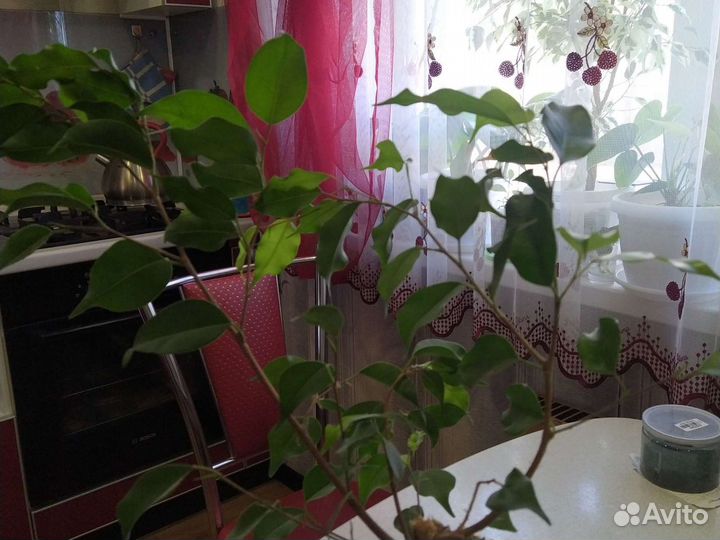 Фикус бенджамина