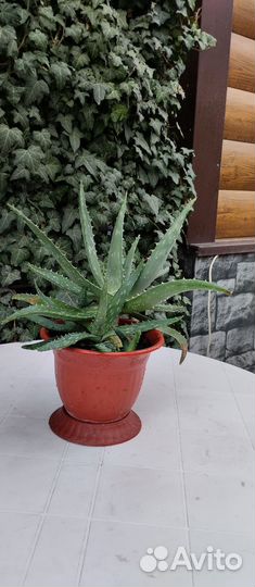 Алоэ