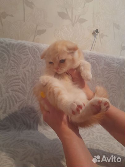 Шотландский вислоухий мальчик персикового цвета