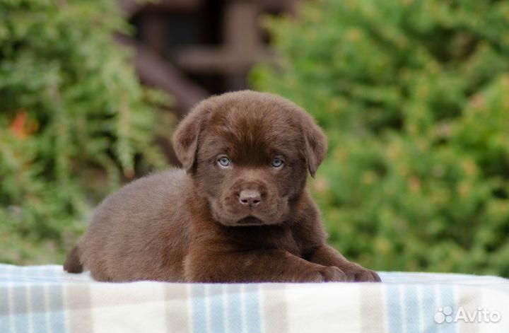 Продам щенков лабрадора