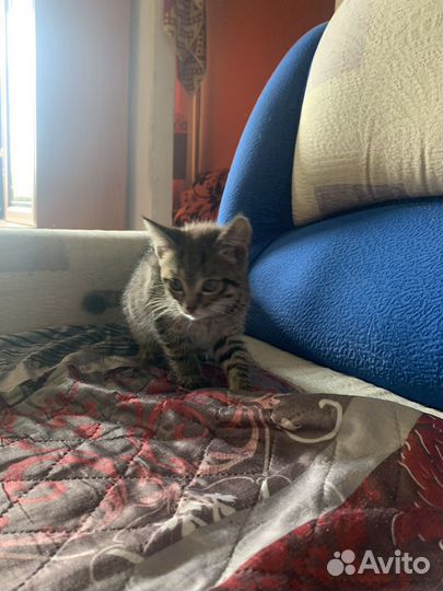 Котенок мальчик