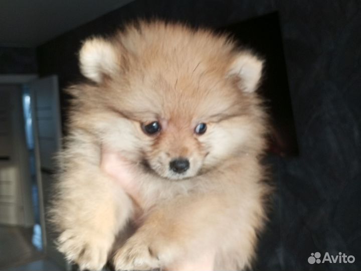 Шпиц 2 мес