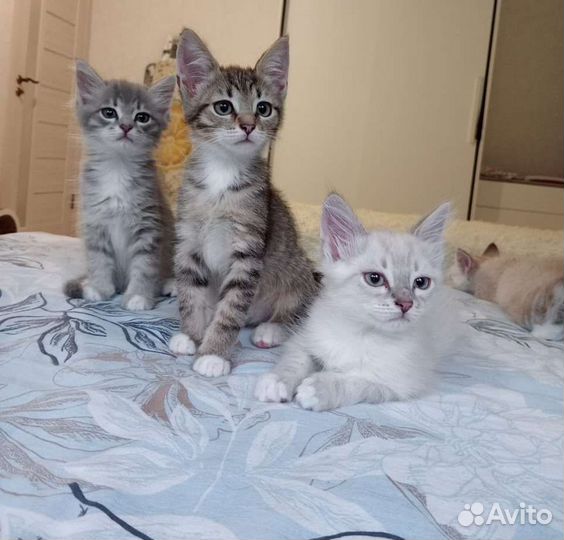 Котята ищут дом