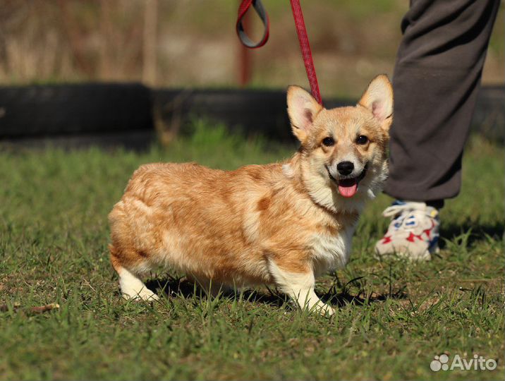 Девочки вельш корги пемброка