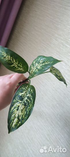 Диффенбахия Компакта