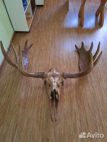 Рога лося с черепом