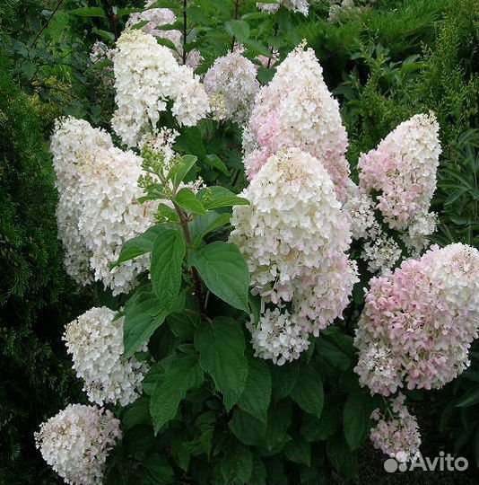 Гортензия метельчатая Сильвер Доллар