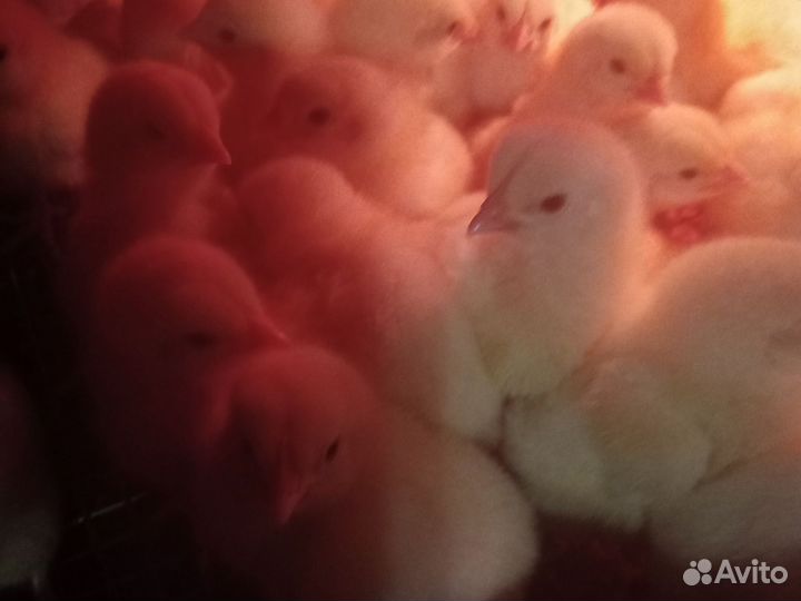 Продажа домашней птицы