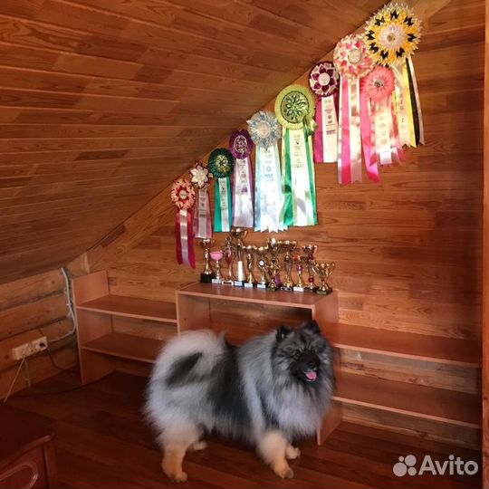 Кеесхонд вязка