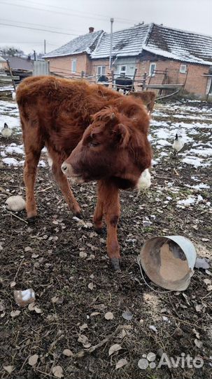 Телята девочки