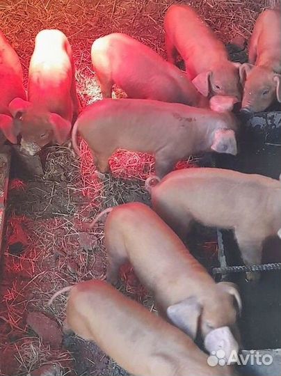 Поросята