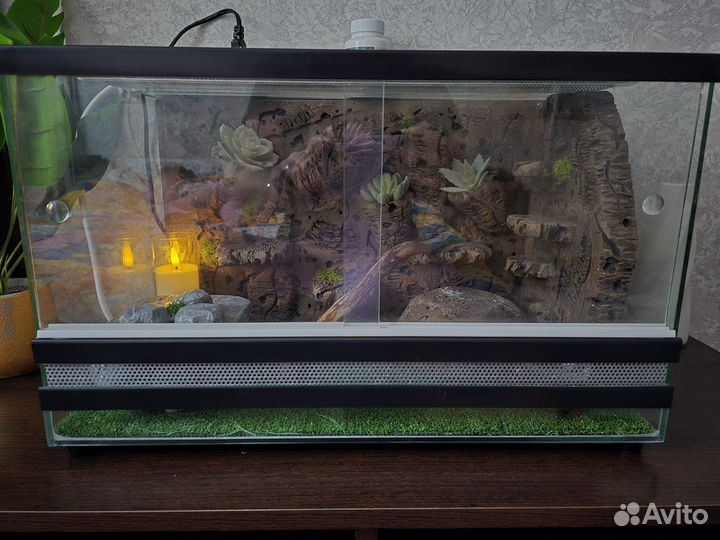 Террариум вместе с эублефаром