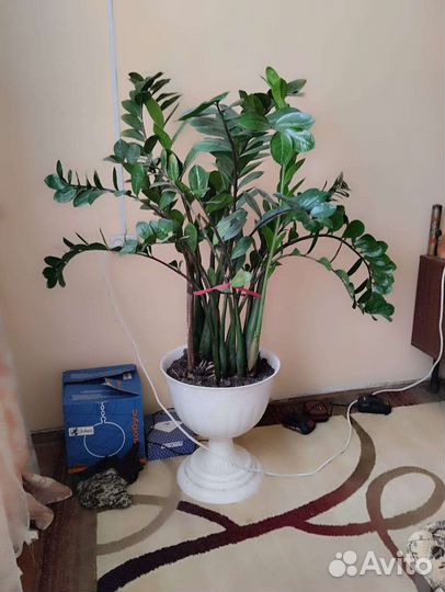 Замиокулькас