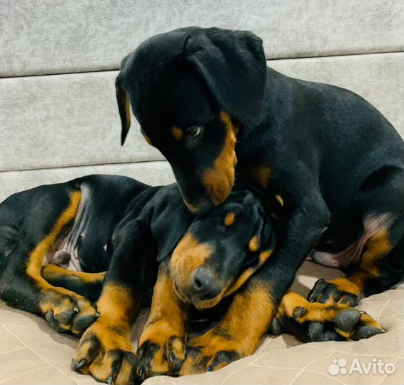 Добер малышня