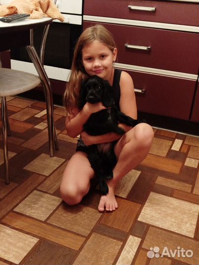 Щенок английского спаниеля