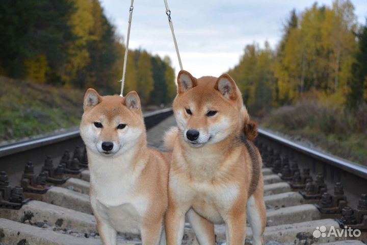 Щенки Сиба Ину