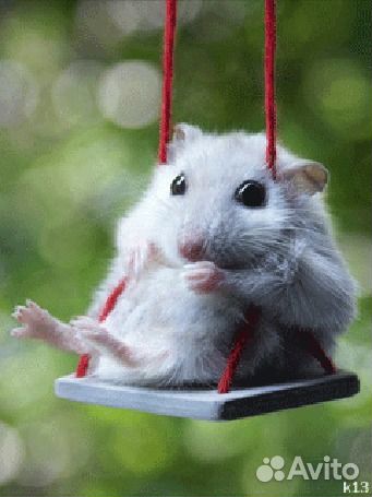 Продавец в магазин зоотоваров