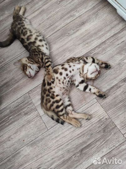 Бенгальские котята