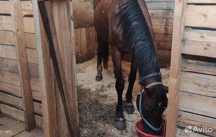 Постой для лошадей