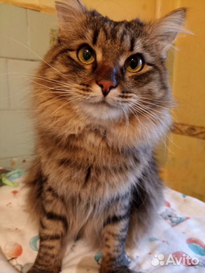 Котик ищет хозяина