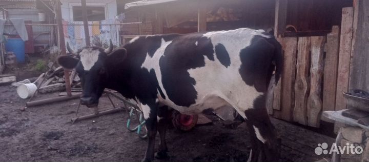 Корова первотелка