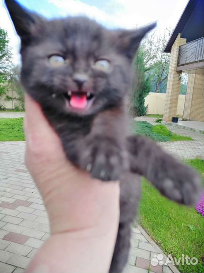 Счастье в дом