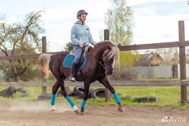 Лошадь в детский спорт