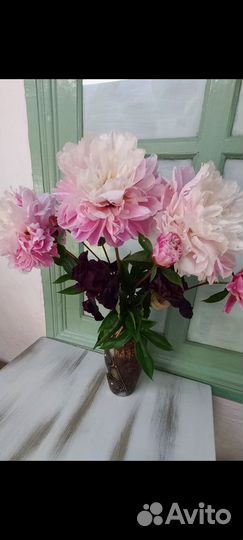 Пион делёнки 3-5 почек