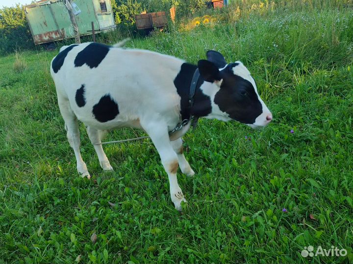 Телята бычки