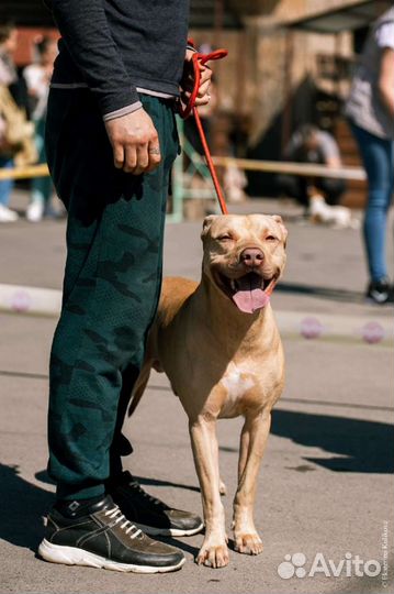 Родословный Американский питбуль на вязку