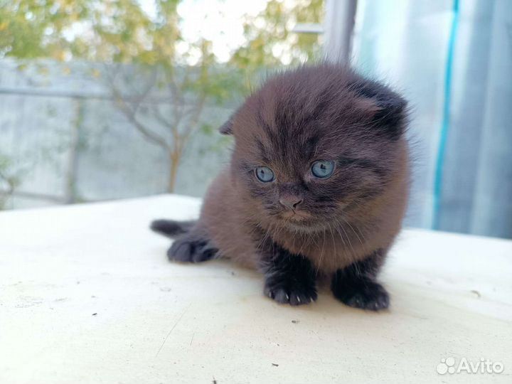 Котята Шотландские