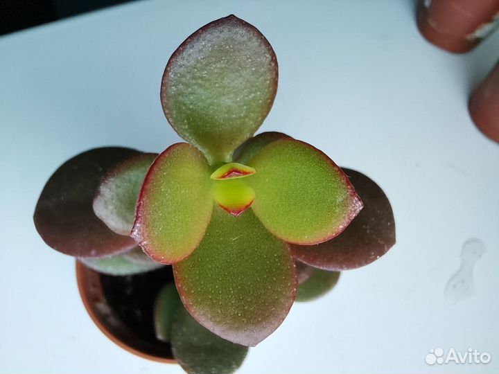 Толстянки, Крассулы Овата Кросби, Денежные деревья