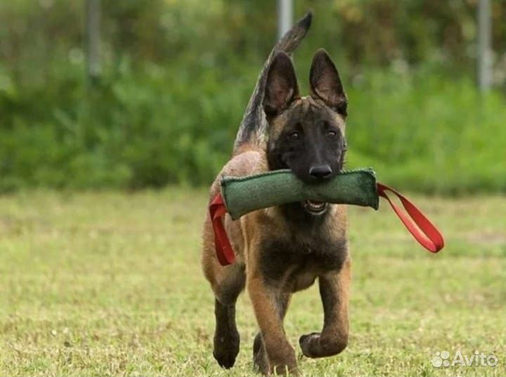 Услуги кинолога