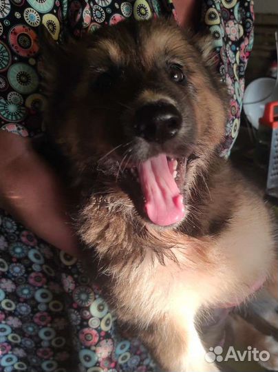 Щенки хаски