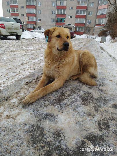 Собака в добрые руки