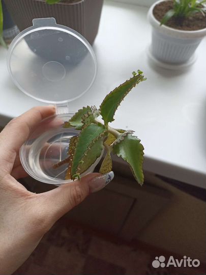 Комнатные растения