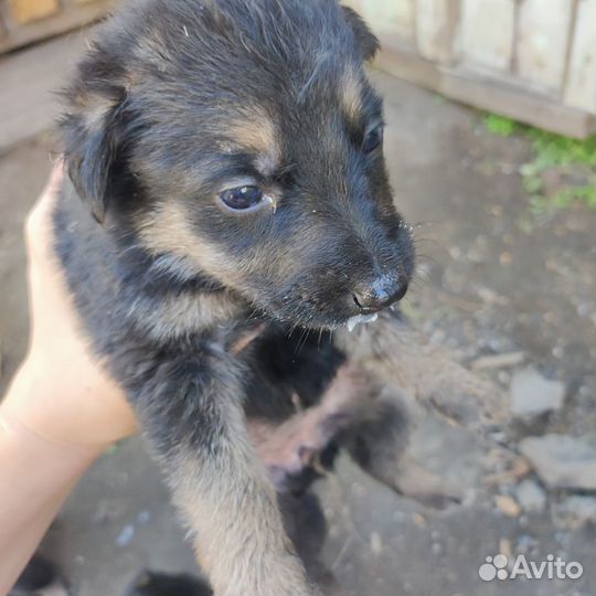 Щенки немецкой овчарки в добрые руки