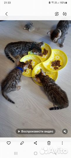 Бенгальские котята