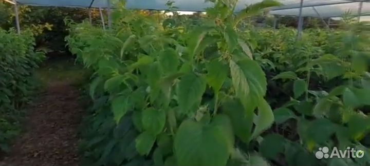 Ремонтантная малина