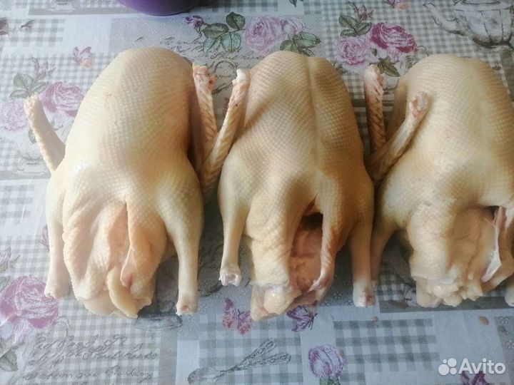 Гуси, утки