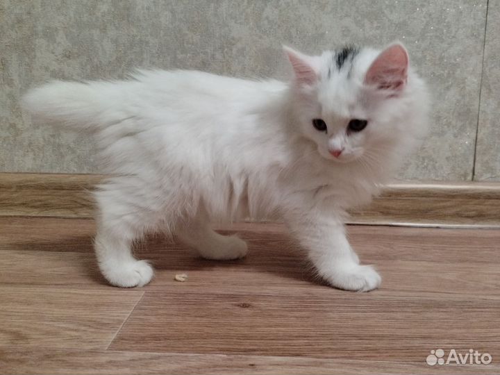 Котята курильский бобтейл, белые