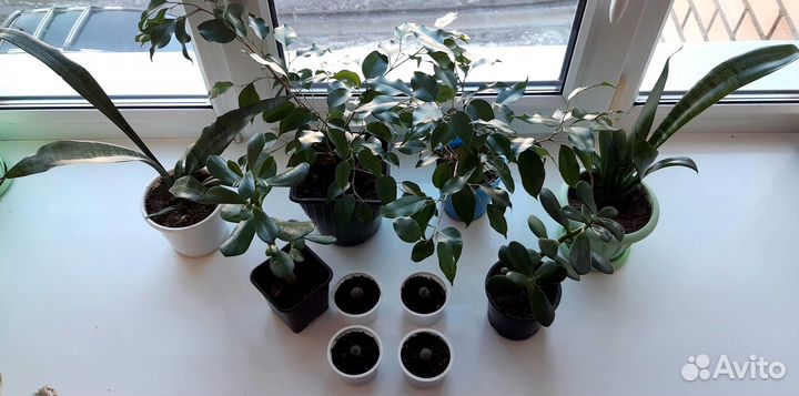 Живые цветы, комнатные растения подарок на 8 марта