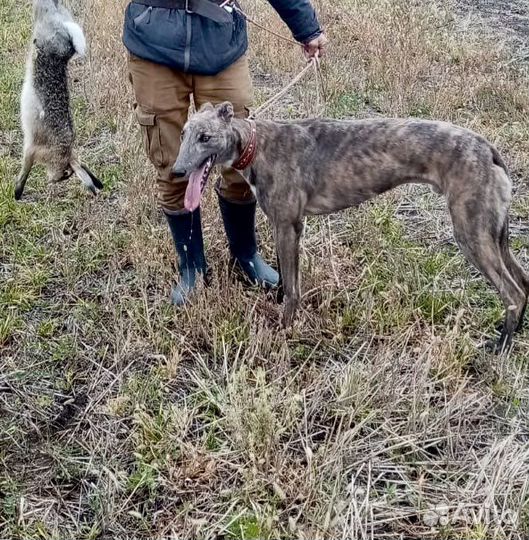 Кобель грейхаунд вязка