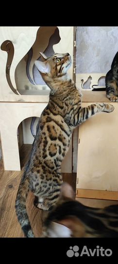 Бенгалочка