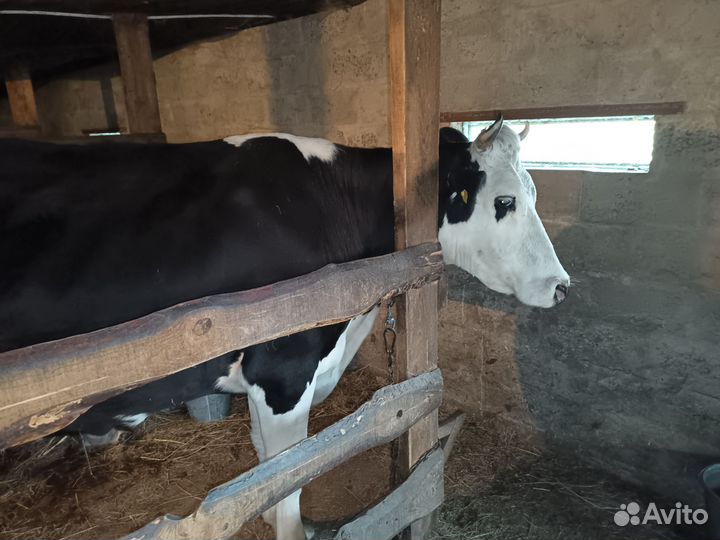 Корова и телочка