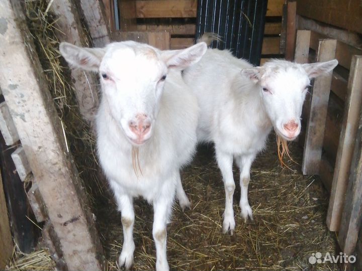 Козы и козёл