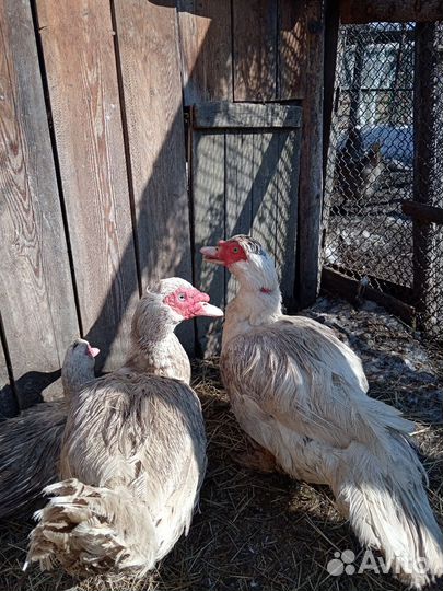 Домашняя птица индоутка