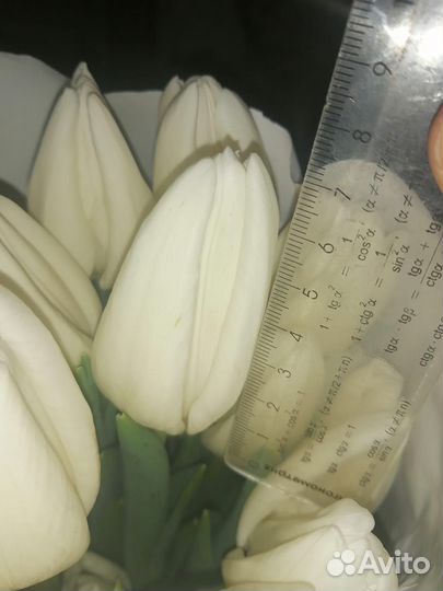 Тюльпаны к 8 марта