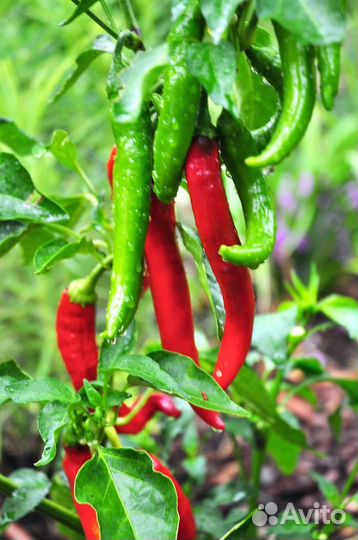 Рассада острого перца