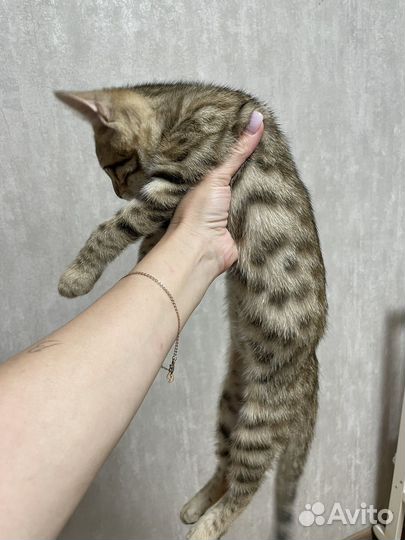 Бенгальский котенок мальчик